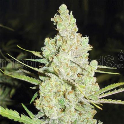 Semillas feminizadas 1024 Medical Seeds