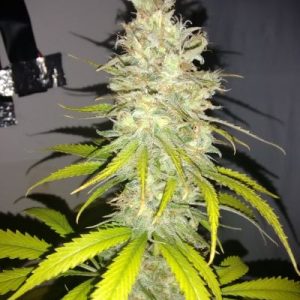 Amnesia Cactus Genetics