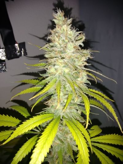 Amnesia Cactus Genetics