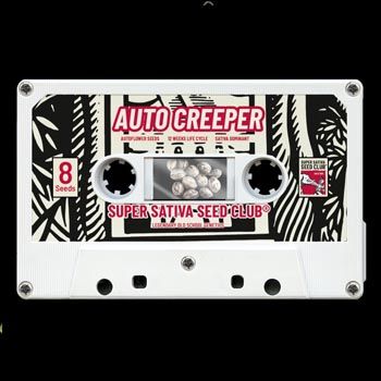 Graines Feminisées Auto Creeper