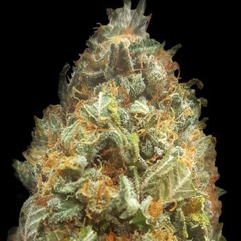 Graines Auto Original Orange Bud