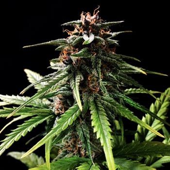 Graines autofloraison Speed ​​Bud