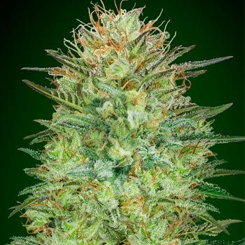 Auto Sweet Critical Semillas Autoflorecientes