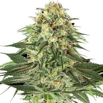 Semillas Feminizadas Banana Kush