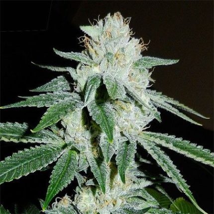 Semillas regulares feminizadas Karma Genetics