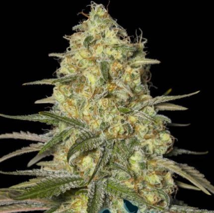 Black Dream de Eva Seeds