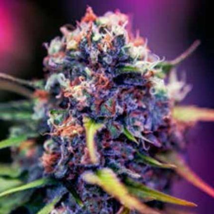 Semillas Feminizadas Black Widow CBD