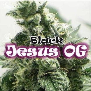 Black Jesus Og Feminizadas