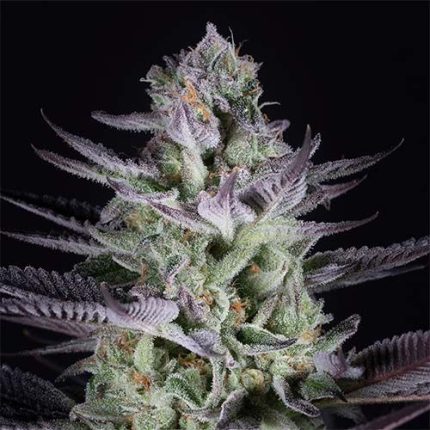 Semillas Feminizadas Blueberry Cookies