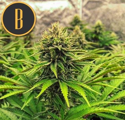 BRUCE BANNER #3 Blimburn Seeds