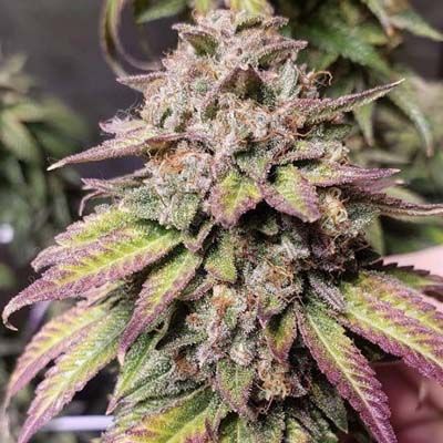 Semillas Feminizadas Bubba Diagonal X Purple Punch