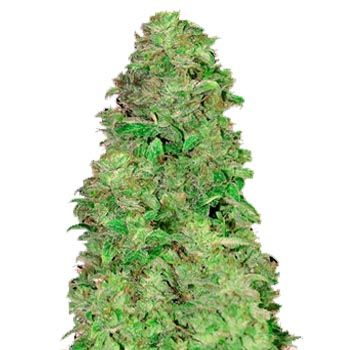 Graines autofloraison CBD 1-20 Auto