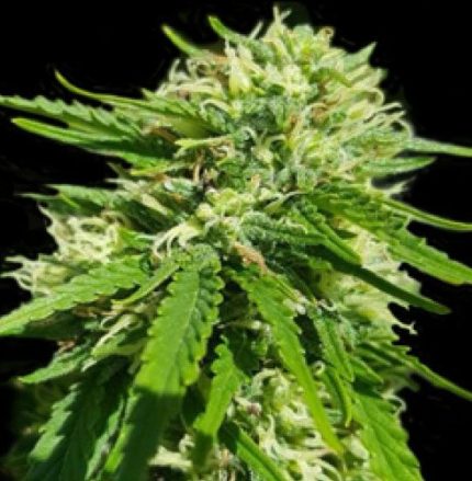 Semillas CBD Good Wild Shark