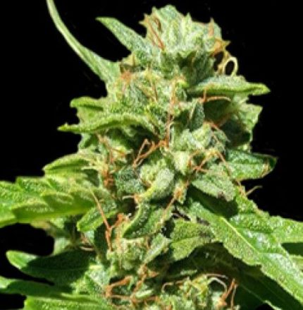 Semillas Cbd Nepal Gold