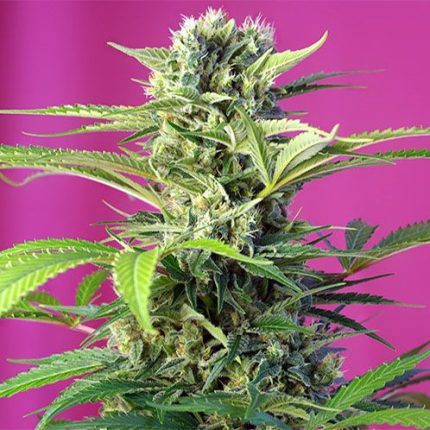 Semillas feminizadas Chem Beyond Diesel Cbd