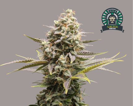 CHEMDAWG LTD Cactus Genetics