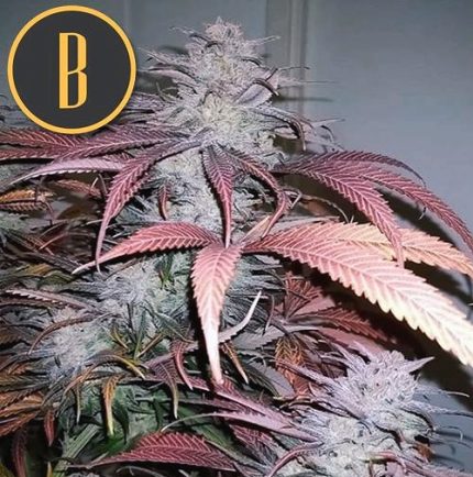 CRITICAL DADDY PURPLE Blimburn Seeds