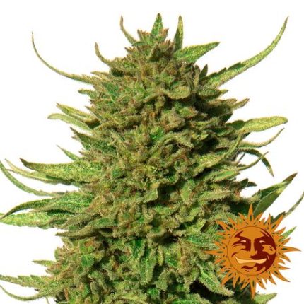 Critical Kush Feminizadas