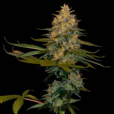 Exodus Kush Feminizadas