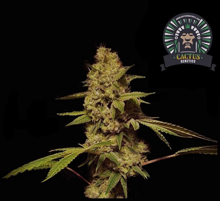 Fancy Punch Cactus Genetics