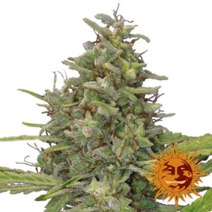 G13 Haze Feminizadas