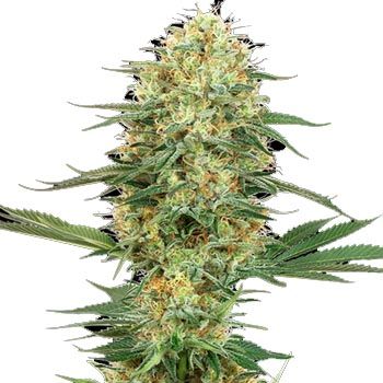 Semillas Feminizadas White Gelato # 420