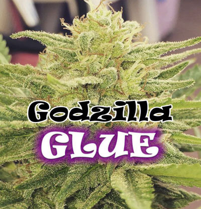 Godzilla Glue Semillas Feminizadas