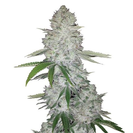 Semillas Autoflorecientes Gorilla Glue