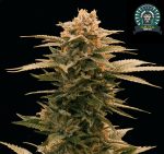 GORILLA GLUSH Cactus Genetics