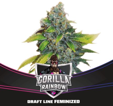 GORILLA RAINBOW BFS Seeds