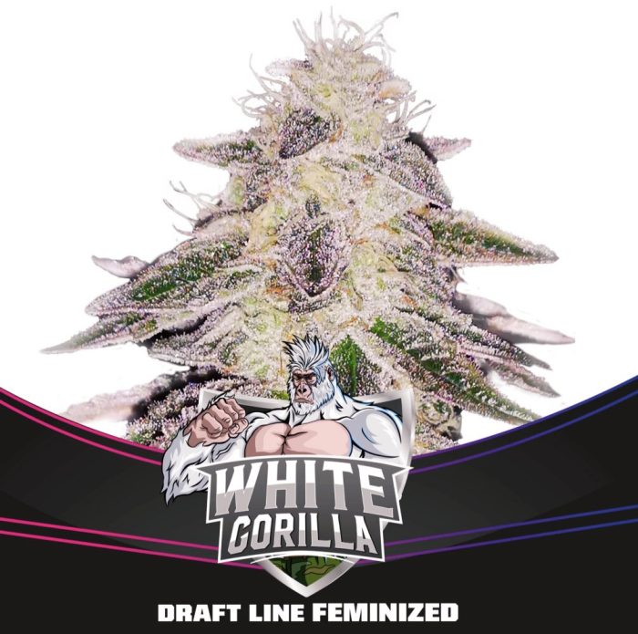 WHITE GORILLA BFS Seeds