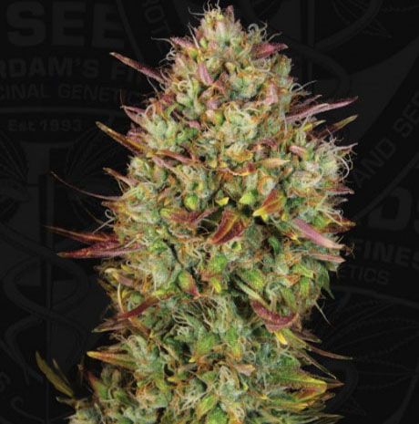 AUTO MK ULTRA TH Seeds - Cactus Martorell