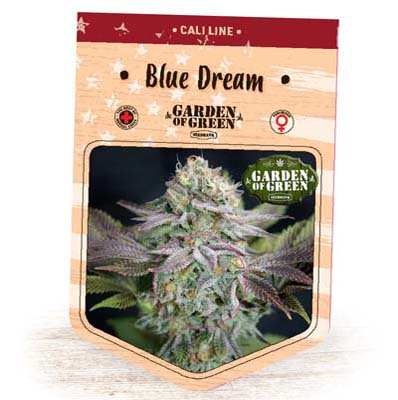 Graines féminisées Blue Dream