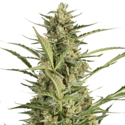 Critical Jack Auto Feminizada