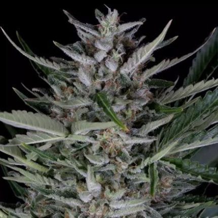 Semillas Feminizadas Gorilla Autoflowering Dinafem