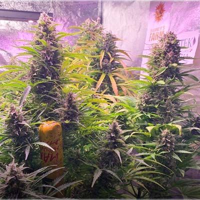 Semillas Feminizadas Gorilla Zkittlez Auto