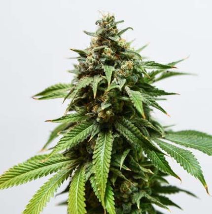 Graines autofloraison Lemon Berry Auto