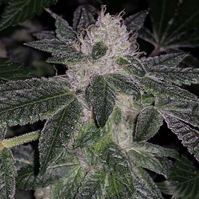 Semillas Feminizadas London Pound Cake X F1 Durb X Gushers