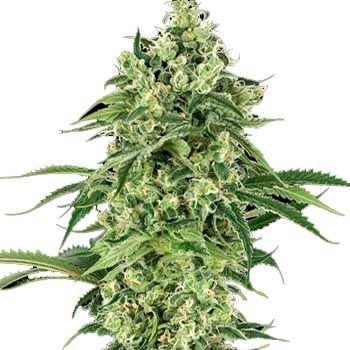 Semillas Feminizadas Nicole Hindu Kush