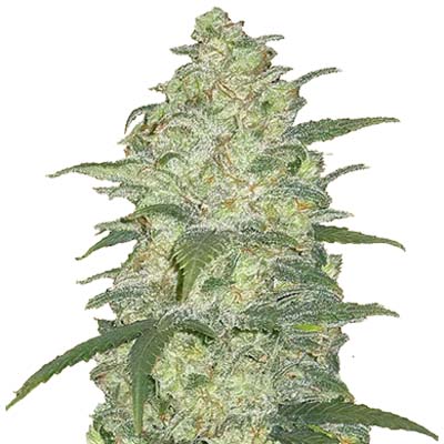 Grainess Original Auto White Widow