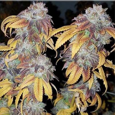 Semillas Feminizadas Pre 98 Bubba x Key Lime Pie