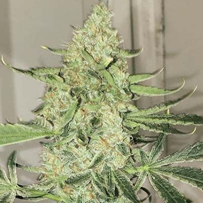 Semillas Feminizadas Saltwater Og Auto