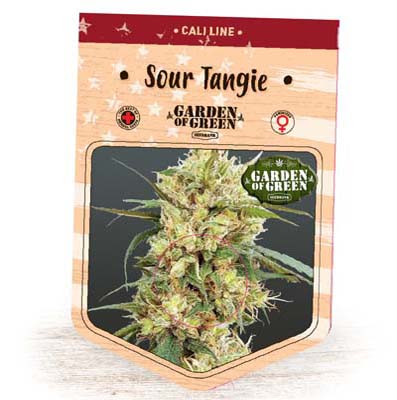 Graines féminisées Sour Tangie