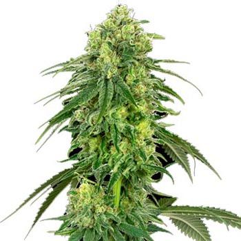 Semillas Feminizadas Strawberry Kush