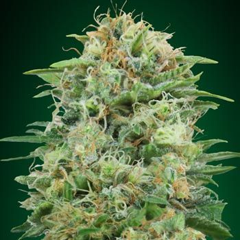 Semillas Feminizadas White Widow CBD