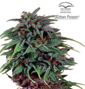 Graines Durban Poison