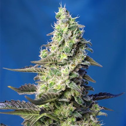 Semillas Green Poison Auto XL