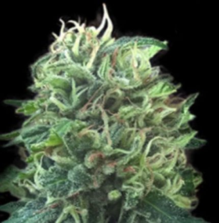 Semillas Feminizadas Green Scout Cookies