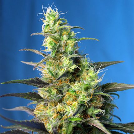 Ice Cool Cbd Sweet Seeds