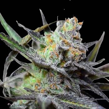 King Kong Big Buddha Seeds